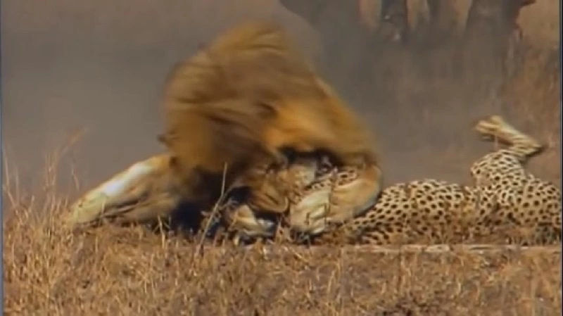 Λιοντάρι κατακρεουργεί τσιτάχ (βίντεο)